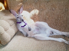 LIfe is good!  (Abigal the red kangaroo at 8 months of age enjoying a lazy moment on the couch)