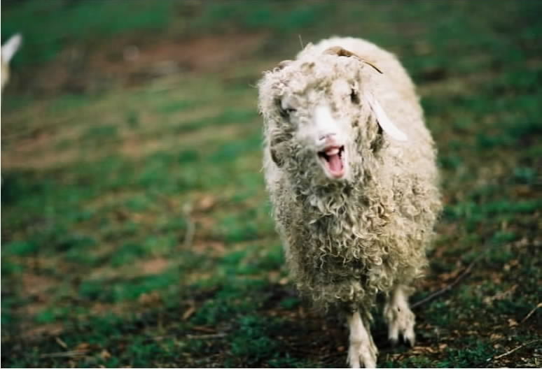 I bet you didn't know that an Angora goats could laugh at you!