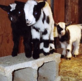 Playful Nigerian Dwarf Goats