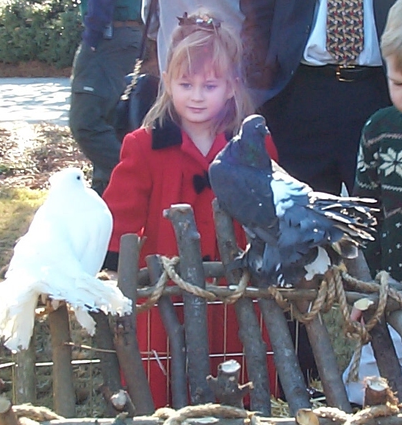 child watching fantail pigeons