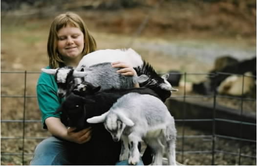 Amanda and playfull young nigerian dwarf goats