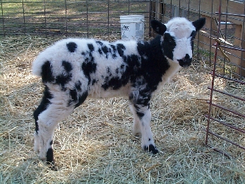 2week old Jacobs lamb