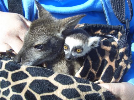Lemur and wallaby baby sharing the pouch