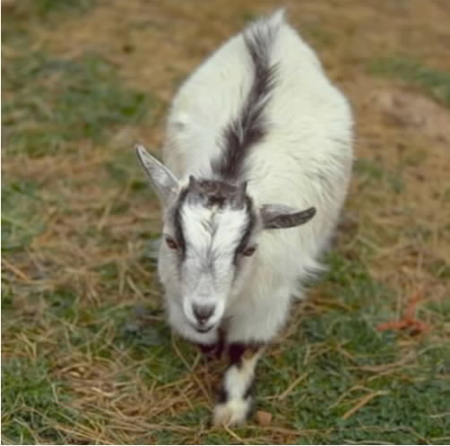 A truely tiny pigmy goat