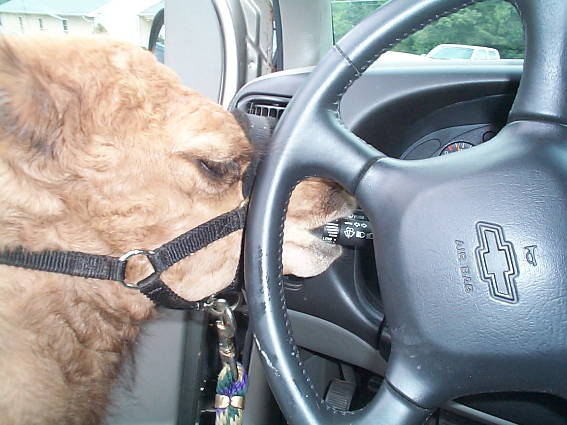 Sammy the camel trying to drive