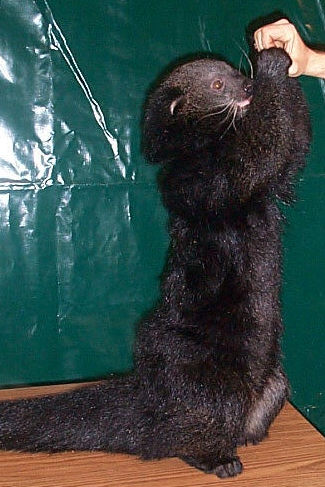 Sheba the bearcat at the stage show