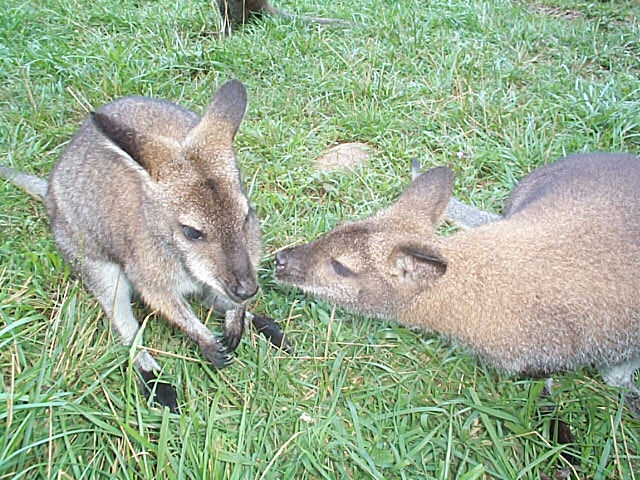 wallaby kisses!