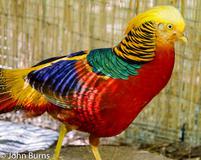 Red Gold Pheasant